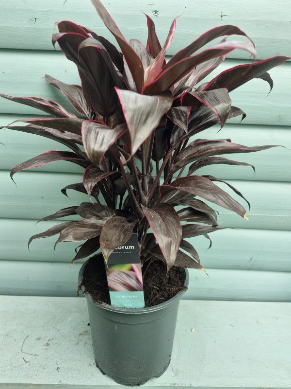 Cordyline MAMBO