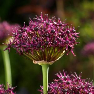 Allium atropurpureum
