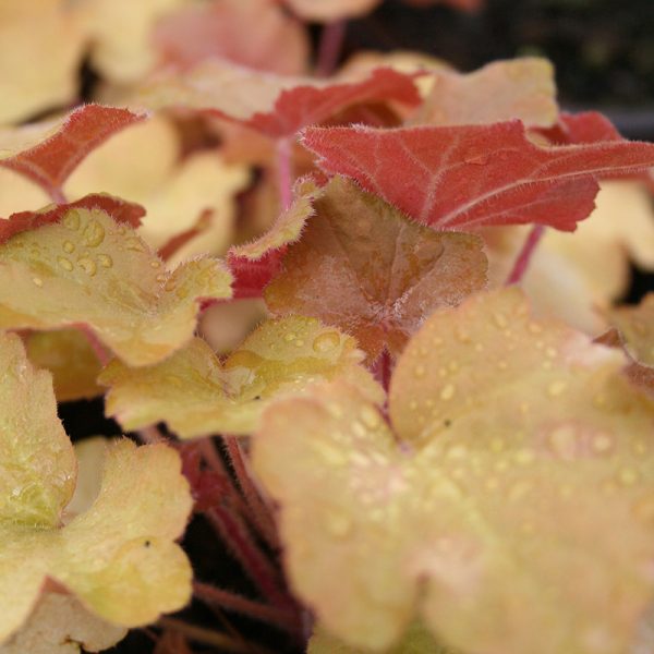 Heuchera Caramel