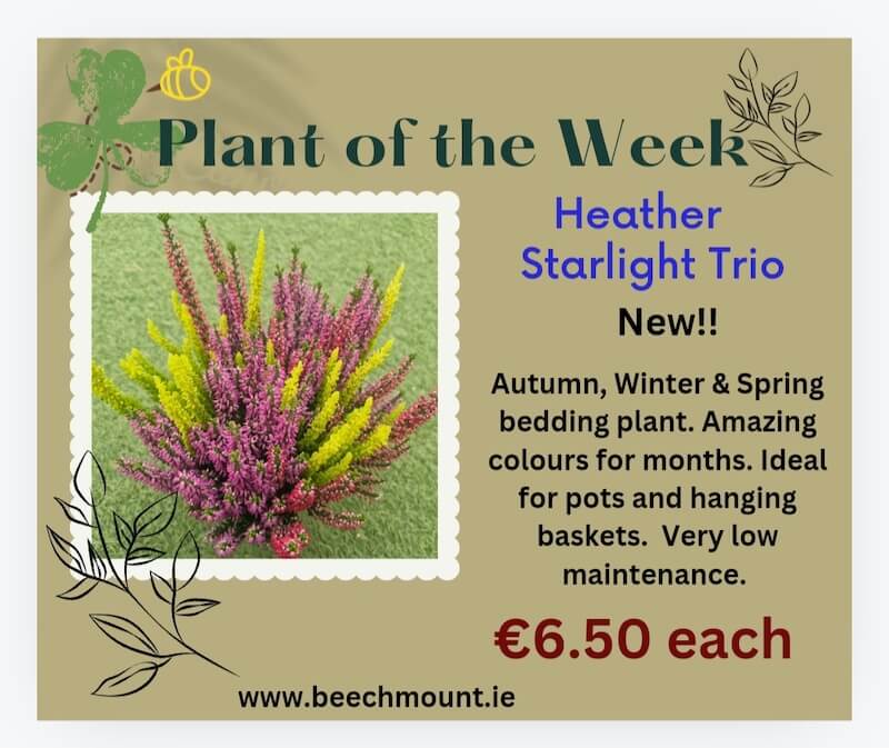 plant of the week