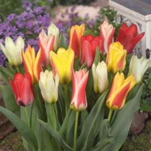 Tulip Dwarf Mixed 10 Pk