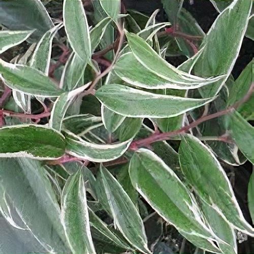 Leucothoe f. Whitewater
