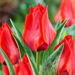 Tulip Dwarf Julius Caesar 35 Pk