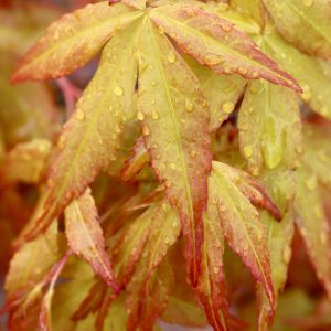 ACER PALMATUM KATSURA