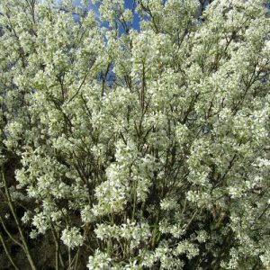 Amelanchier Glenform