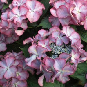 HYDRANGEA M. TIFFANY PURPLE