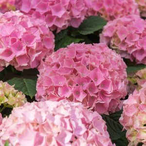 HYDRANGEA M. EARLY ROSE