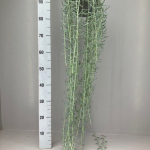 Senecio radicans hanging pot - String of Bananas