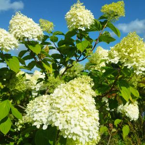 Hydrangea paniculata Limelight