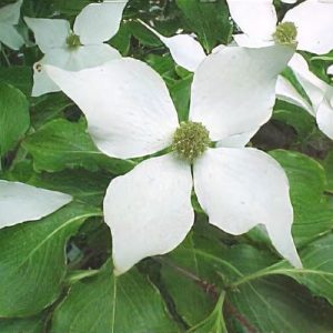 Cornus kousa Chinensis