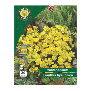 Eranthis hyemalis cilica