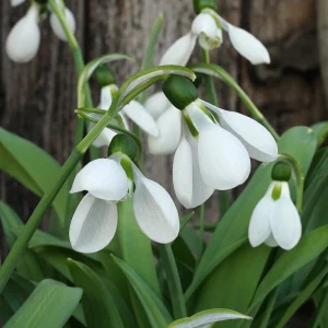 Giant Snowdrop 'Polar Bear'