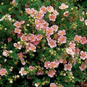 Potentilla Lovely Pink