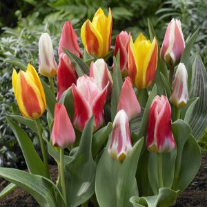 Tulip Mixed dwarf