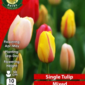 Tulip Single Mixed 10 Bulbs