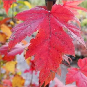 Acer f. Autumn Blaze