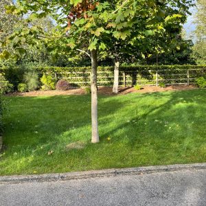 Declan Carroll Delivery 11/9/25