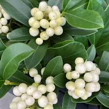 Skimmia japonica Temptation White 2ltr
