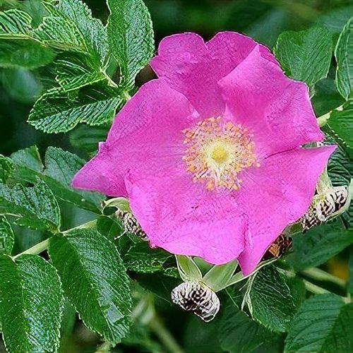 Rosa rugosa B/R 60-80cm - Beechmount Garden Centre