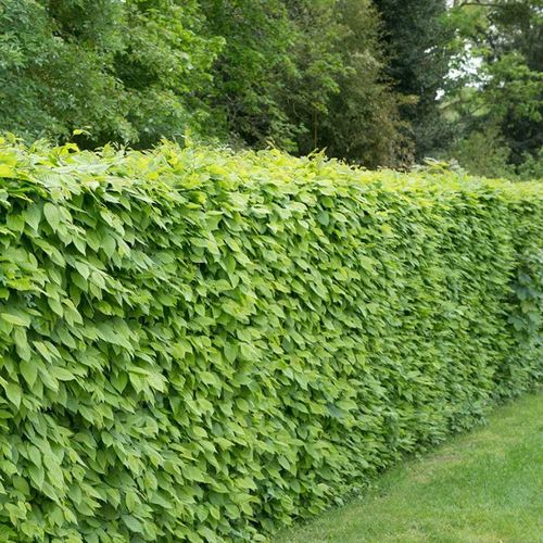 Carpinus Betulus (Hornbeam) B/R 80-100cm - Beechmount Garden Centre