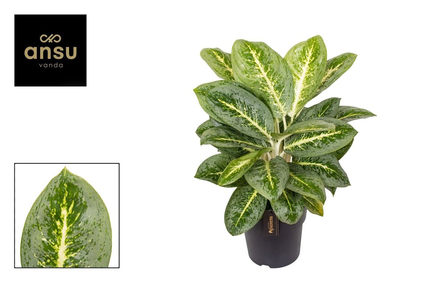 Aglaonema 'Lemon Mint'