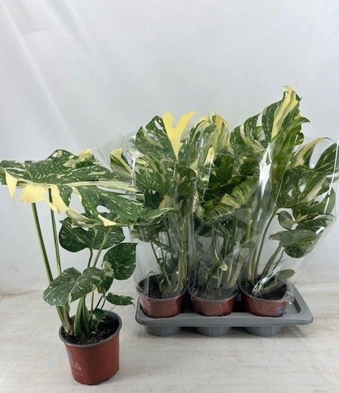 Monstera del. 'Thai Constellation'