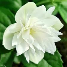 Philadelphus Pearls of Perfume