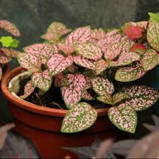 Unwins Houseplant Hypoestes Polka Dot Plant Pink Seeds
