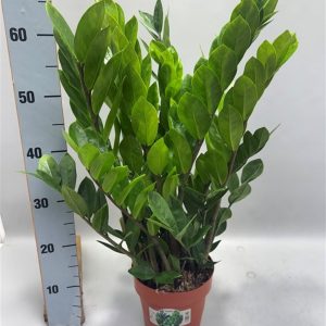 Zamioculcas zamiifolia