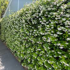 Trachelospermum jasminoides 80-100cm