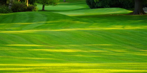 lawn care at beechmount garden centre