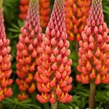 Lupin Westcountry Towering Inferno