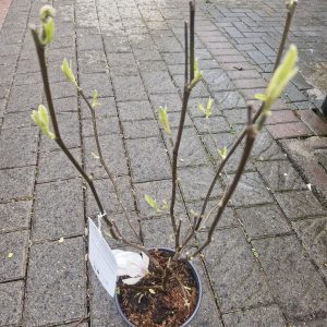 Magnolia soulangeana