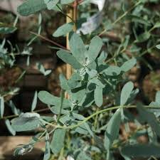 Eucalyptus Gunnii France Blue