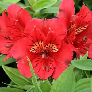 Alstroemeria Colorita® Kate
