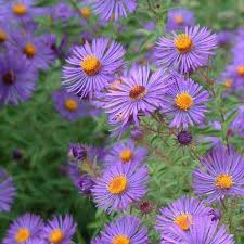 Aster 'Aqua Compact'