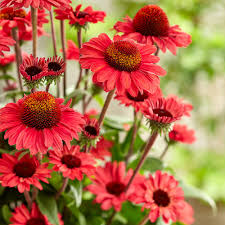 Echinacea 'SunSeekers Red'