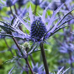 Eryngium 'Lapis Blue'
