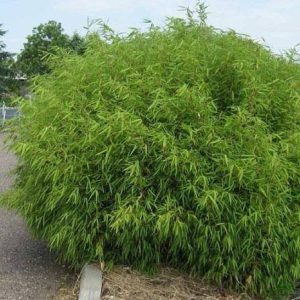 Fragaria Rufa bamboo