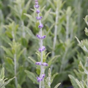 Perovskia 'Little Spire'