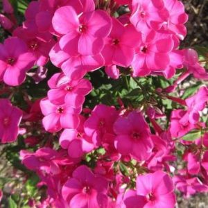 Phlox paniculata 'Famous Pink'