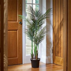 Phoenix Palm 1.3m