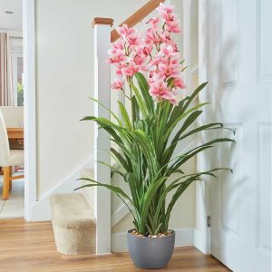 Pink Orchid - 140cm