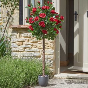 Regent's Roses 120cm - Ruby Red