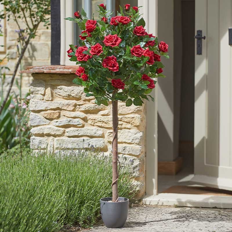 Regent's Roses 120cm - Ruby Red