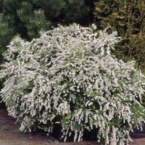 Spirea Arguta