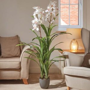 White Orchid 170cm