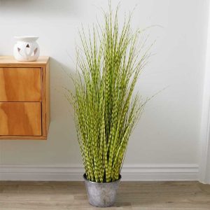 Zebra Grass