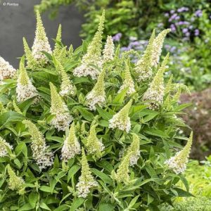 buddleia butterfly candy little white