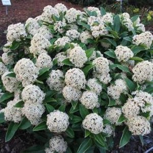 skimmia fragrant cloud